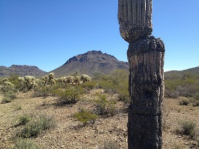 Sonoran Desert - Our Home