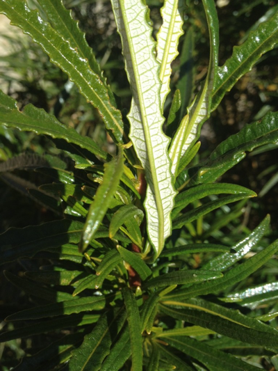 Sonoran Plant Profile: Yerba Santa