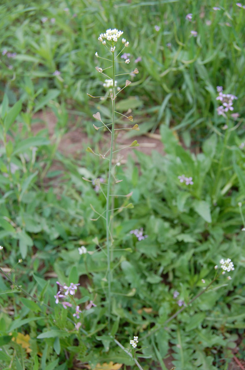 Shepherd's Purse Tincture Desert Tortoise Botanicals