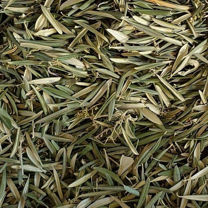 Olive Leaf Tincture Desert Tortoise Botanicals