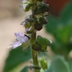 Sonoran Plant Profile: Tulsi-Holy Basil