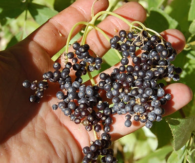Elderberry: Eating your Medicine