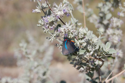 Sonoran Plant Profile: Desert Lavender