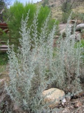 Sonoran Plant Profile: Estafiate