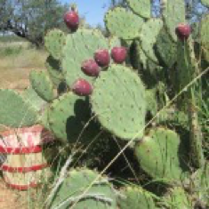 Sonoran Plant Profile: Prickly Pear