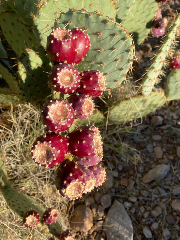 prickly pear cactus juice concentrate Prickly Pear Fruit Juice Concentrate, 12fl oz – Desert Tortoise Botanicals