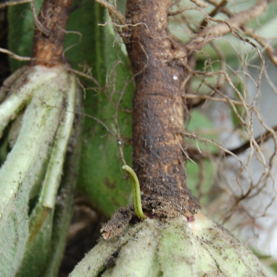 Mullein Root Tincture – Desert Tortoise Botanicals