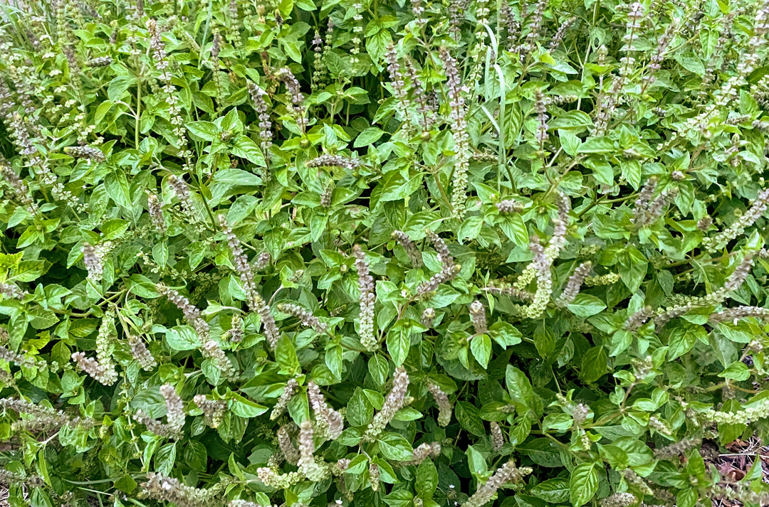 Holy Basil dry herb